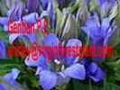 Gentian P.E (Shirley At Virginforestplant Dot Com)